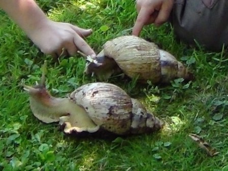 schn 1